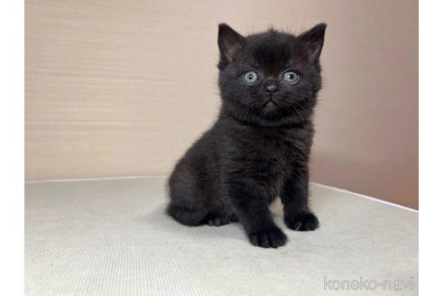 成約済の茨城県のスコティッシュフォールド-102840の4枚目